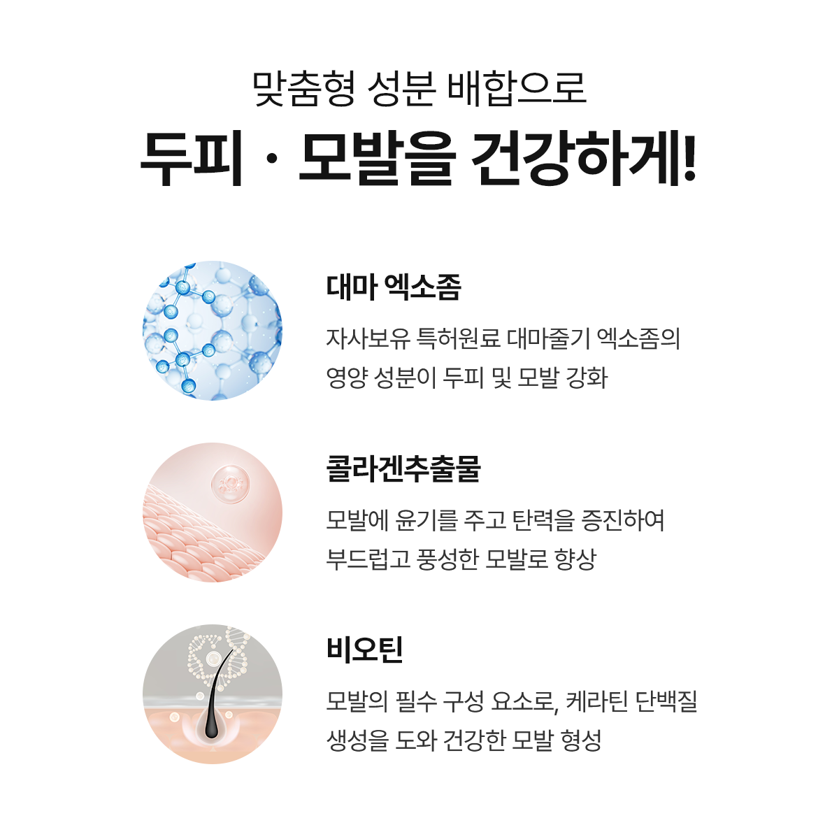 엑솔루트 샴푸 — 식물 유래 엑소좀 두피케어
